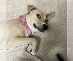 Small #26 American Pit Bull Terrier Mix