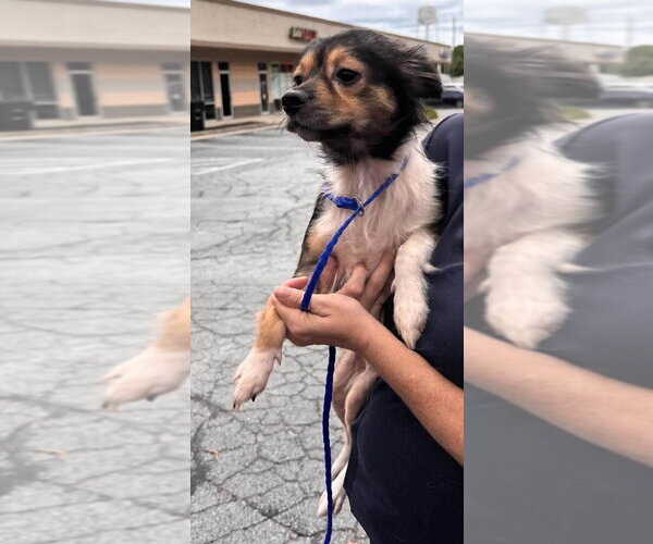 Medium Photo #2 Chihuahua-Unknown Mix Puppy For Sale in New York, NY, USA