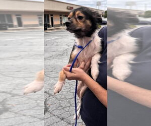 Millie (AL) - Female Chihuahua-Unknown Mix Dog for Adoption - Photo #2