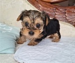 Puppy Nova Yorkshire Terrier