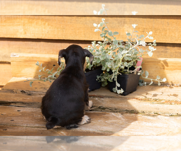 Medium Photo #5 Schnauzer (Miniature) Puppy For Sale in NAPPANEE, IN, USA