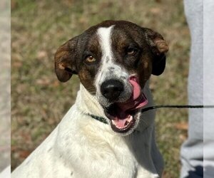 Pointer-Unknown Mix Dogs for adoption in Yardley, PA, USA