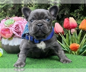 French Bulldog Puppy for sale in BOSTON, MA, USA