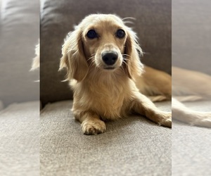 Mother of the Dachshund puppies born on 03/16/2026