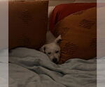 Small #11 Mutt