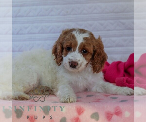 Medium Photo #4 Goldendoodle (Miniature) Puppy For Sale in LITITZ, PA, USA