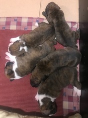 Boxer Puppy for sale in LEWIS CENTER, OH, USA
