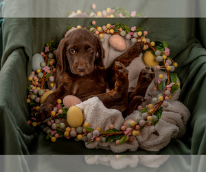 Labradoodle Puppy for sale in DEEPWATER, MO, USA