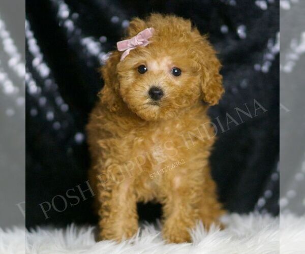 Medium Photo #32 Poodle (Toy) Puppy For Sale in WARSAW, IN, USA