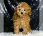 Small Photo #32 Poodle (Toy) Puppy For Sale in WARSAW, IN, USA