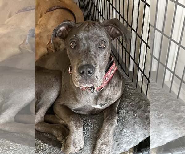 Medium Photo #11 Great Dane-Unknown Mix Puppy For Sale in Huntersville, NC, USA