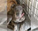 Small #10 Great Dane Mix
