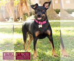 Small Photo #5 German Pinscher Puppy For Sale in Marina del Rey, CA, USA