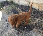 Small Photo #7 Poodle (Standard) Puppy For Sale in JOPLIN, MO, USA