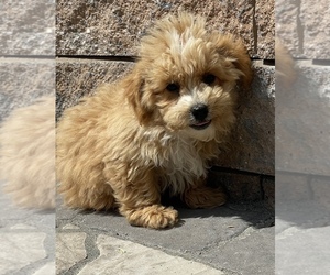 Maltese-Poodle (Toy) Mix Puppy for sale in SENECA FALLS, NY, USA
