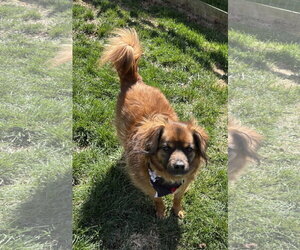Colonial Cocker Spaniel-Unknown Mix Dogs for adoption in Doylestown, PA, USA