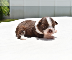 Auss-Tzu Puppy for sale in PALM COAST, FL, USA