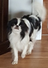 Mother of the Japanese Chin puppies born on 06/22/2017