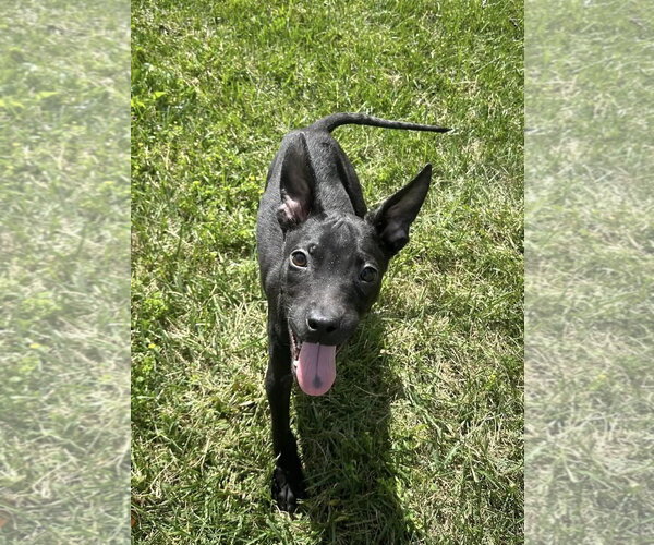 Medium Photo #1 Mutt Puppy For Sale in Germantown, OH, USA