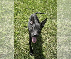 Mutt Dogs for adoption in Germantown, OH, USA