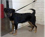 TRUFFLES - Female Labrador Retriever-Unknown Mix Dog for Adoption - Small photo
