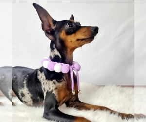 Harlequin Pinscher Puppy for sale in Upminster, Greater London (England), United Kingdom
