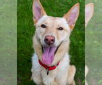 Small #1 Huskies -Labrador Retriever Mix