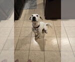 Small #17 Labrador Retriever