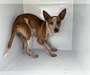 Mutt Dogs for adoption in Houston, TX, USA