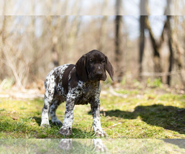 Medium Photo #5 German Shorthaired Pointer Puppy For Sale in BRISTOL, IN, USA