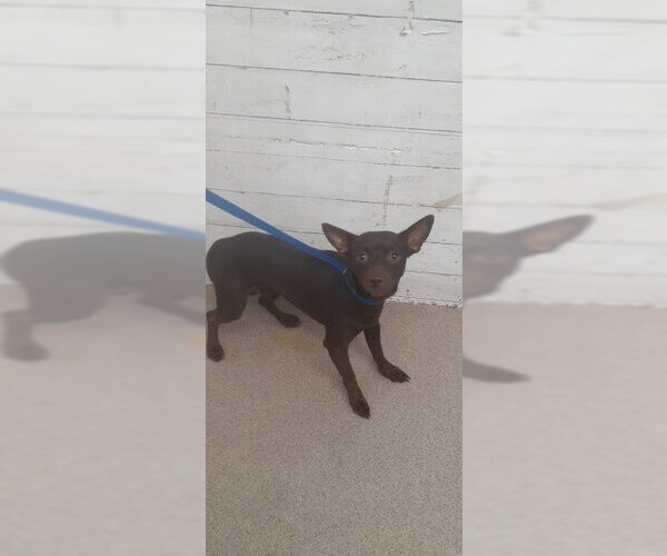 Medium Photo #1 Chihuahua Puppy For Sale in San Bernardino, CA, USA