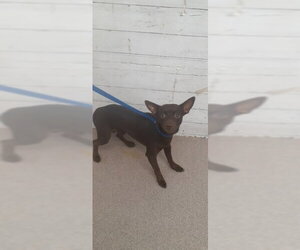 Chihuahua Dogs for adoption in San Bernardino, CA, USA