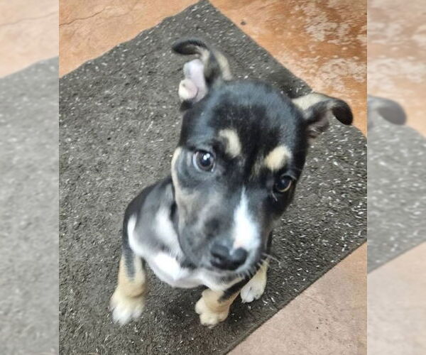 Medium Photo #11 Alaskan Malamute-American Staffordshire Terrier Mix Puppy For Sale in Spotsylvania, VA, USA