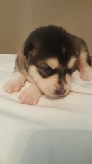Alaskan Malamute Puppy for sale in PASADENA, TX, USA