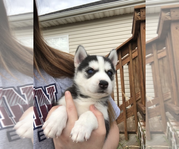 Medium Photo #3 Siberian Husky Puppy For Sale in JOPLIN, MO, USA