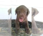 Small Photo #6 Labrador Retriever Puppy For Sale in KALAMAZOO, MI, USA