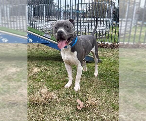 Medium Photo #2 Mutt Puppy For Sale in Riverside, CA, USA