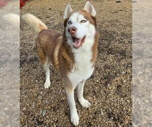 Drifter - Male Siberian Husky-Unknown Mix Dog for Adoption - Photo #5