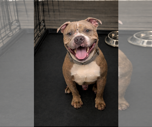 Bull Terrier-Unknown Mix Dogs for adoption in Holly Springs, NC, USA