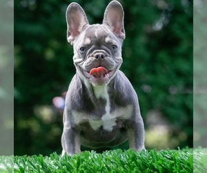 French Bulldog Puppy for sale in NORTH CANTON, OH, USA