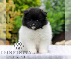Pomeranian Puppy for sale in MANHEIM, PA, USA