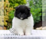 Oakley - Female Pomeranian Puppy for Sale - Small photo