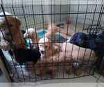Litter of 11 - Male(s) and Female(s) GoldendoodleLitter of Puppies for Sale - Photo #6