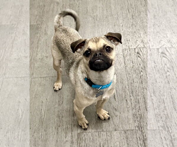 Medium Photo #4 Puggle Puppy For Sale in Corona, CA, USA