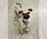 Small #3 Puggle