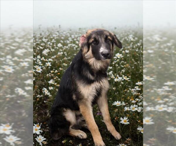 Medium Photo #1 German Shepherd Dog Puppy For Sale in HESPERIA, CA, USA