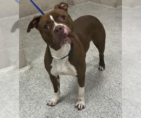 Medium Photo #1 American Staffordshire Terrier Puppy For Sale in Conroe, TX, USA