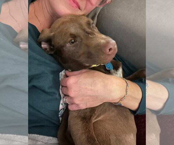 Medium Photo #3 Labrador Retriever-Unknown Mix Puppy For Sale in New London, WI, USA