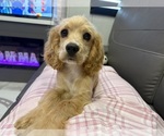 Small Cocker Spaniel