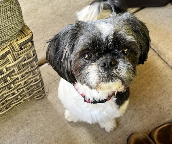 Medium Photo #1 Shih Tzu Puppy For Sale in VANCOUVER, WA, USA